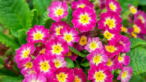 Die primula pulverulenta ist eine selten kultivierte art der primeln. Primeln Pflegen Fruhbluher Fur Haus Und Garten Ndr De Ratgeber Garten