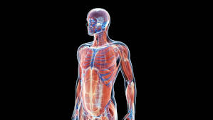 All these actions propelling the body through space are possible. Jo Ib Sehs Yr I 1b Muscular System