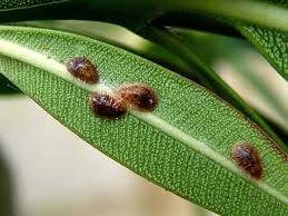 Image result for puklice