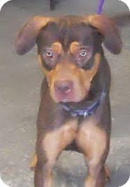 The short, coarse, flat hair is black, with tan to dark brown markings. Belvidere Il Rottweiler Meet Duke Sponsored A Pet For Adoption