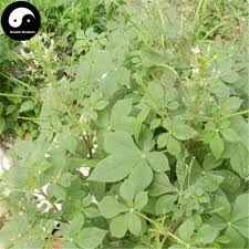 Image result for Cleome gynandra