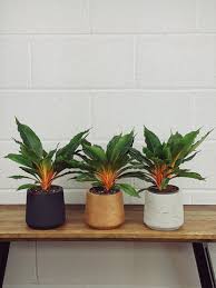Image result for Chlorophytum fischeri