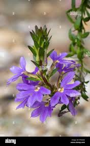 Image result for Goodeniaceae