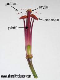 Exploring Flowers Activities From Preschool To High School Parts Of A Plant High School Activities Parts Of A Flower