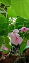 Image result for Impatiens wallerana