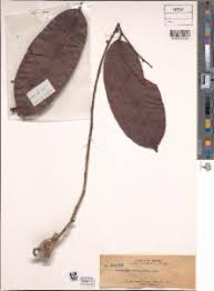 Image result for Artabotrys monteiroae