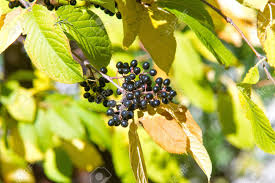 The bacteria mainly attack twigs and young shoots. Autumn Landscape Berries Bird Cherry A Small Wild Cherry Tree Or Shrub With Bitter Black Fruit That Is Eaten By Birds Stock Photo Picture And Royalty Free Image Image 141855743