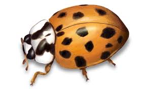 Bug busters inc environmental pest management 6950 west 146th street #104 apple valley, mn 55124 trucks: How To Get Rid Of Asian Lady Beetles In Minneapolis