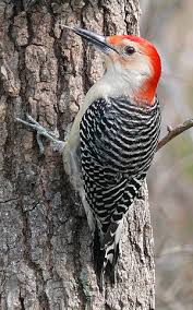 Grey Bird With Red Mohawk Field Guide Birds Eastern Us And Canada Wikibooks Open Books For An Open World