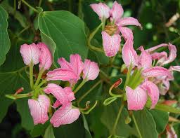 Image result for Bauhinia macrantha