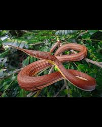 Image result for Salacia madagascariensis