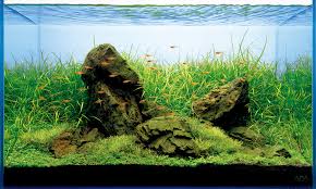 The iwagumi style was popularized by the late takashi amano, it was inspired by applying techniques used in the japanese rock gardens into the aquarium. Aquascape Series T A G