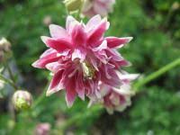 Image result for Aquilegia vulgaris Tower Mix
