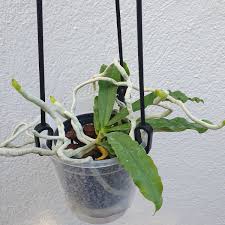 Image result for Aerangis kotschyana