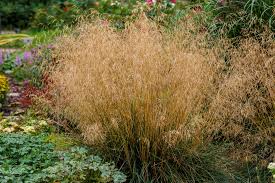 Image result for Deschampsia