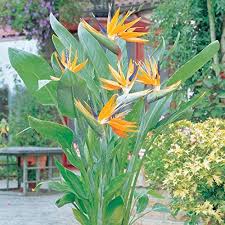 Image result for Strelitzia caudata