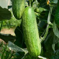 Image result for Cucumis humifructus