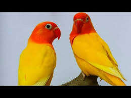 Yellow Bull Love Birds For Sale Yellowbulllovebirds Jaipur9929922046 Youtube