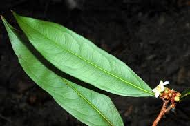 Image result for Brackenridgea