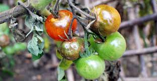 Tutun, ardei, cartof, vânătă și physalis alkekengi. Cum Se Previne Si Cum Se Combate Mana Rosiilor Paradis Verde