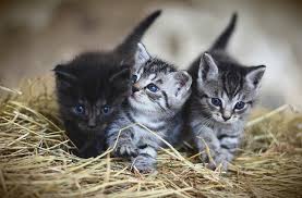 Makanan dan minuman untuk kucing kampung. Warna Kucing Beserta Istilah Jenisnya Blog Ruparupa