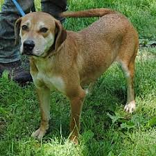 Check out our dogs and puppies for adoption at our phoenix adoption centers. Puppies For Sale In Dover New Hampshire Adoptapet Com