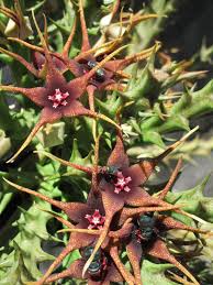 Image result for Salacia rhodesiaca