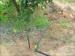 Fools garden — lemon tree (studio version) 03:07. Installing The Buried Diffuser For Citrus And Orange Trees Youtube