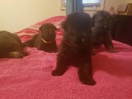 German shepherd puppy litters for sale. German Shepherd Puppies For Sale San Antonio Tx 248176
