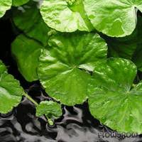 Image result for Hydrocotyle mannii