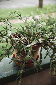 So it must have an airy soil, one that doesn't stay wet for a long period of time. How To Repot A Christmas Cactus The Heirloom Lady