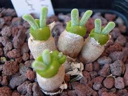 Japanese Are Going Crazy About These Bunny Succulents Succulents Succulent Species Cacti And Succulents