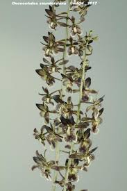 Image result for Oeceoclades saundersiana