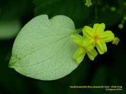 Image result for Pseudomussaenda