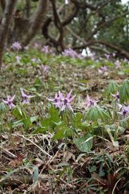 カタクリの花を撮る理由 泉自然公園 千葉市 ただいま ハル