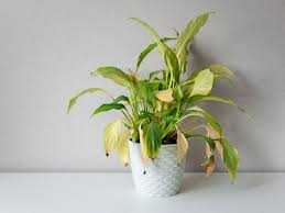Maybe you would like to learn more about one of these? Tips And Information For Treating Root Rot In Houseplants