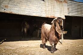 Male Damascus Goat Unique Animal