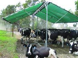 Maybe you would like to learn more about one of these? 8 Cattle Shade Ideas Cattle Farm Animals Cattle Farming