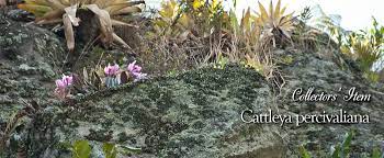 The american orchid society, a nonprofit organization founded in 1921, is more than a flower club and is one of the best resources in the world for orchids. The American Orchid Society