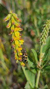 Image result for Eriosema nutans