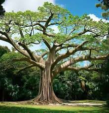 Image result for Ceiba
