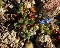 Image result for Cystostemon