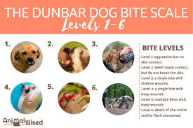 Puppy's have moods and i have a mask to match my moods. The 6 Levels Of Dog Bites The Dunbar Bite Scale