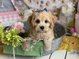 Request a gleneden puppy adoption application today! Puppies Cavachons By Design