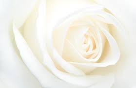 8160 w union hills dr. Flower Symbolizing True Love