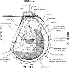 Oysters Springerlink