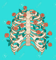 Check spelling or type a new query. Illustration Of Human Rib Cage With Roses Line Art Style Boho Vector Realistic Royalty Free Cliparts Vectors And Stock Illustration Image 71443306