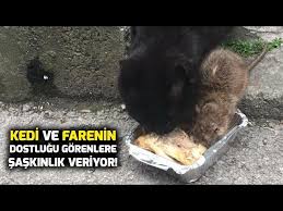 Kedi Ve Farenin Dostlugu Gorenleri Hayrete Dusurdu Youtube
