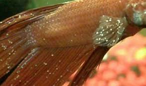 Maybe you would like to learn more about one of these? 8 Jenis Penyakit Ikan Cupang Dan Cara Merawatnya Ikanesia Id