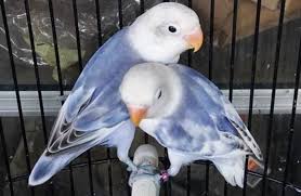Cara Mencetak Lovebird Blorok Pied Paling Mudah Binatang Lucu Hewan Lucu Binatang